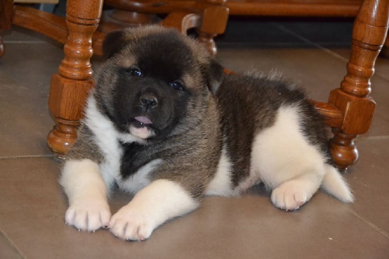 Chiot Akita americain Des P'tits Loups Du Sundgau