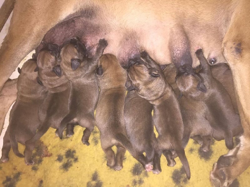 Des P'tits Loups Du Sundgau - Cane Corso - Portée née le 14/02/2016