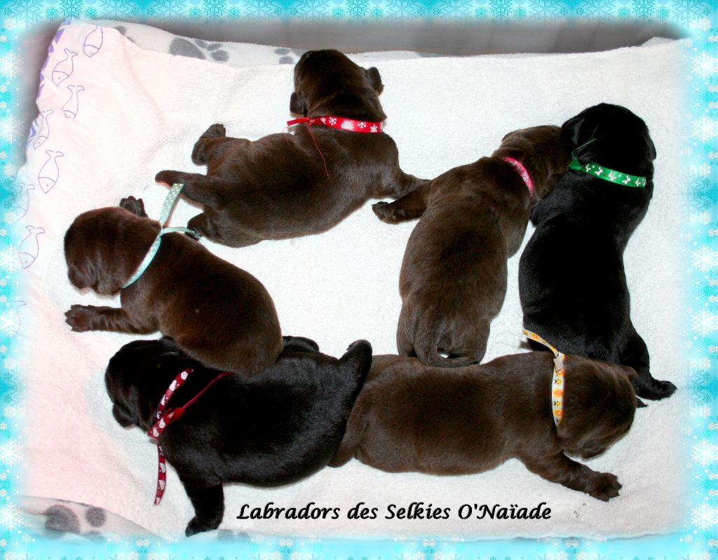 Des Selkies O'naïade - Labrador Retriever - Portée née le 14/12/2020