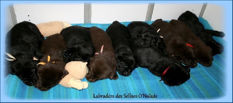 Des Selkies O'naïade - Labrador Retriever - Portée née le 22/03/2016