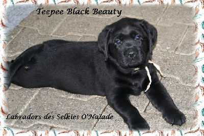 TEEPEE BLACK BEAUTY DES SELKIES O'NAÏADE