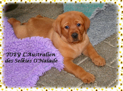 TOEY L'AUSTRALIEN DES SELKIES O'NAÏADE