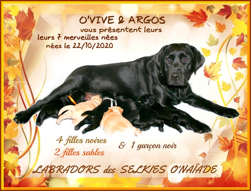 Des Selkies O'naïade - Labrador Retriever - Portée née le 22/10/2020