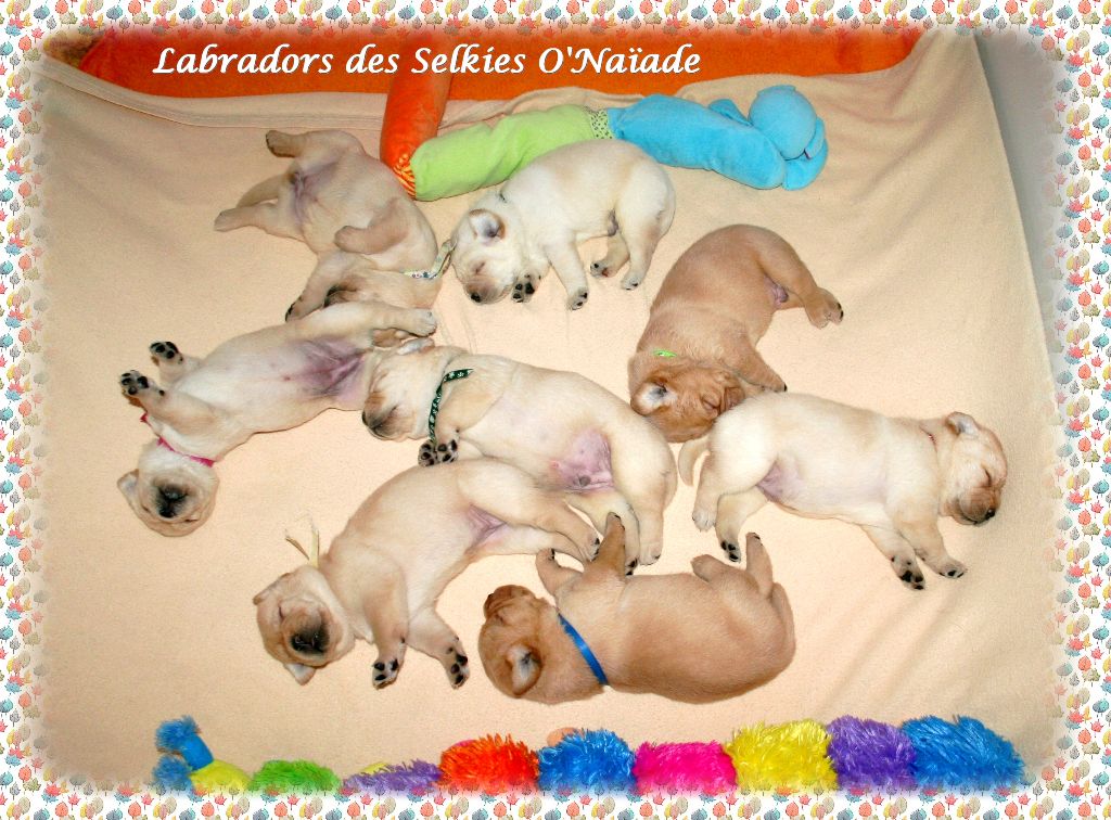 Des Selkies O'naïade - Labrador Retriever - Portée née le 22/11/2020