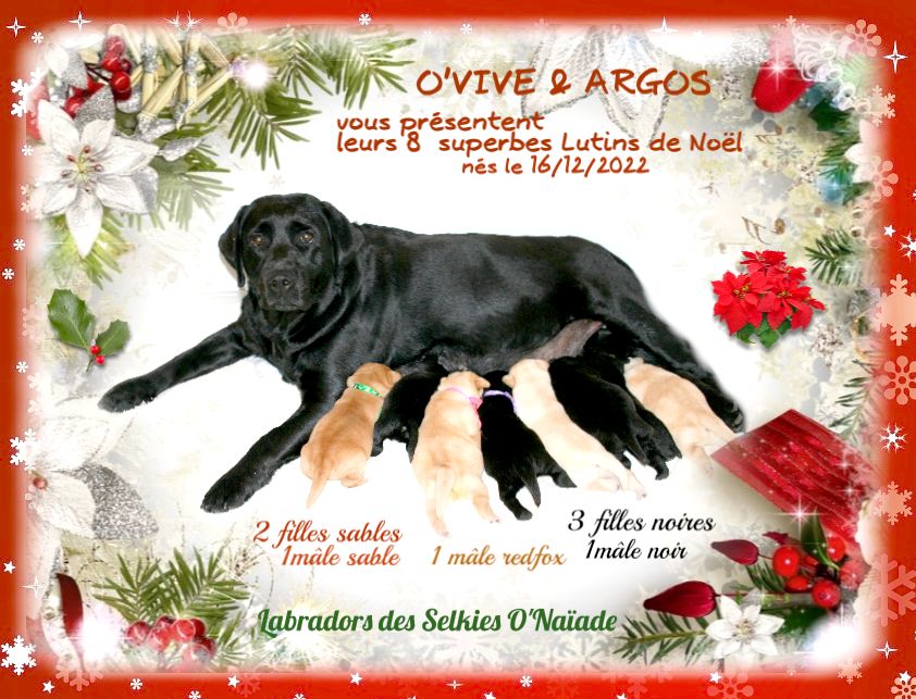 Des Selkies O'naïade - Labrador Retriever - Portée née le 16/12/2022