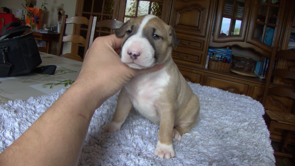 De La Fourberie Des Molosses - Bull Terrier - Portée née le 24/04/2017