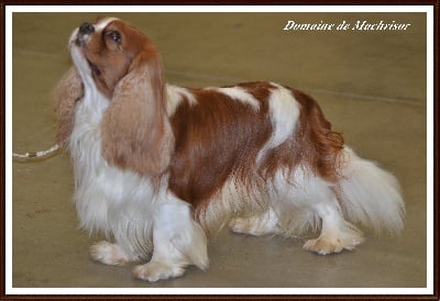 du domaine de machrisor - Expo Paris Dog Show 10/01