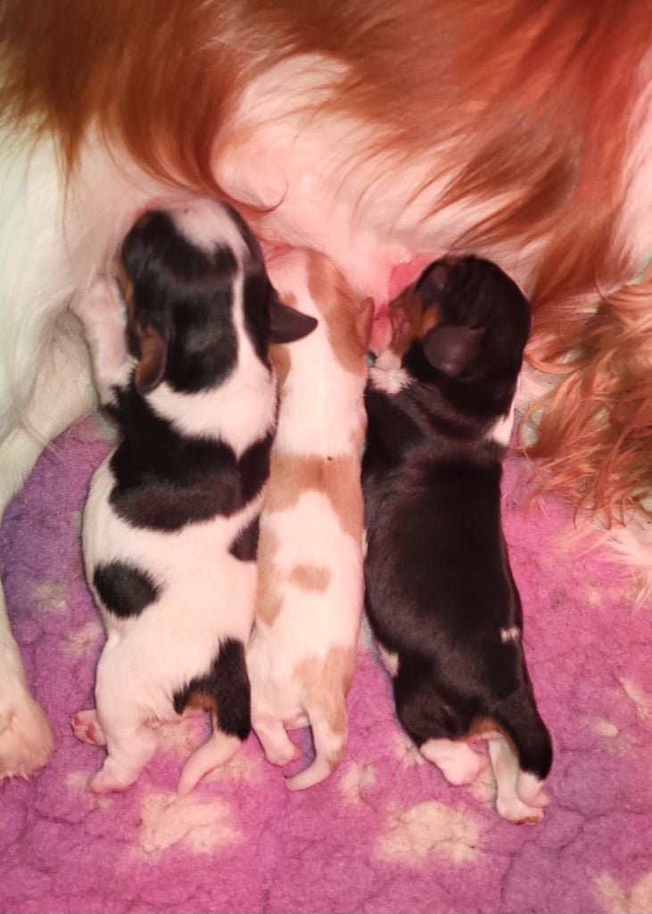 du domaine de machrisor - Chiots disponibles - Cavalier King Charles Spaniel