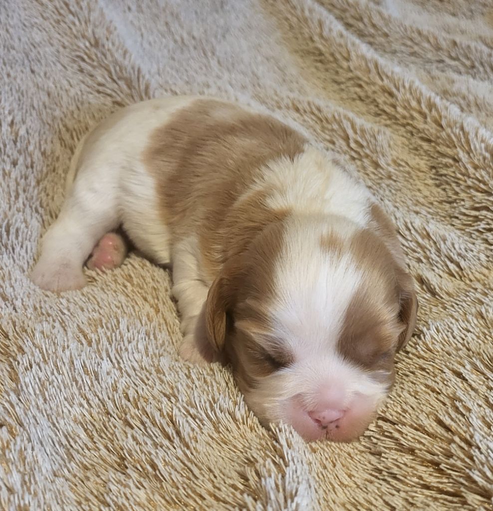 Chiot Cavalier King Charles Spaniel du domaine de machrisor