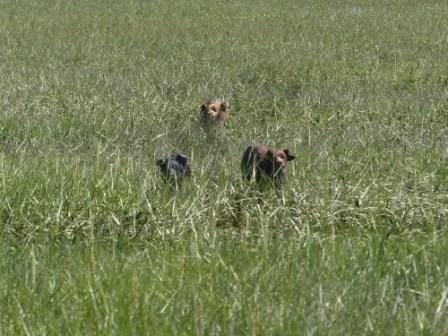 Des Corps Francs - Entrainement des chioen