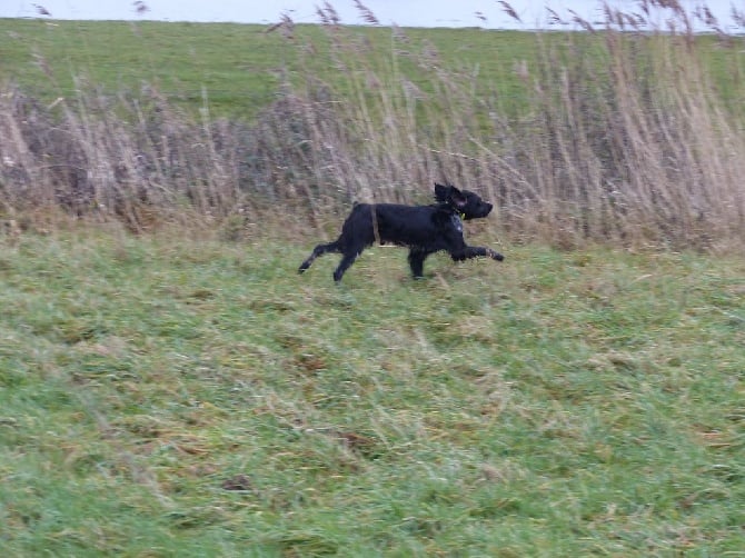 Des Corps Francs - Des chiots,chiennes, chiens disponibles et à naitre.