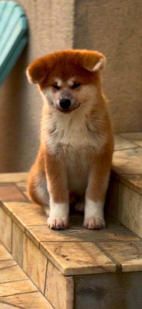 Of Sara Hana Kensha - Chiots disponibles - Akita