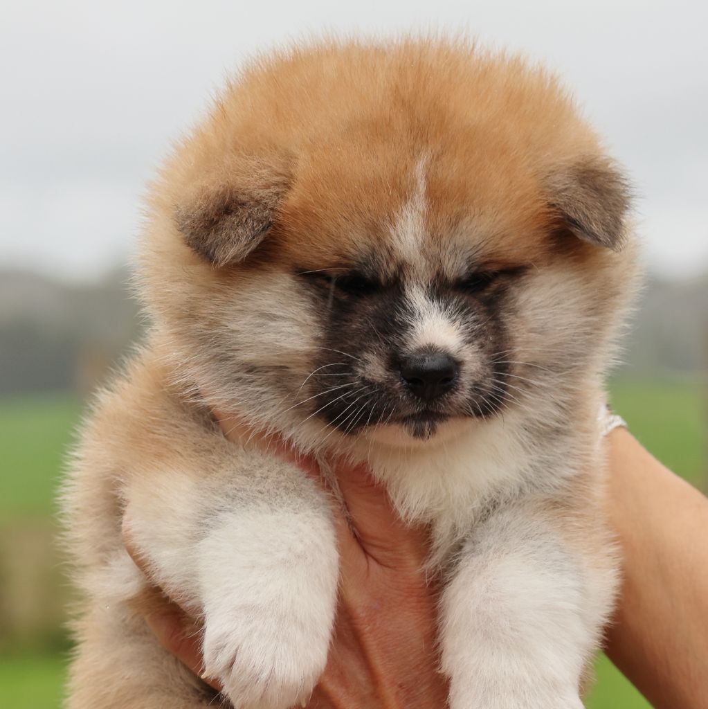 Of Sara Hana Kensha - Chiots disponibles - Akita