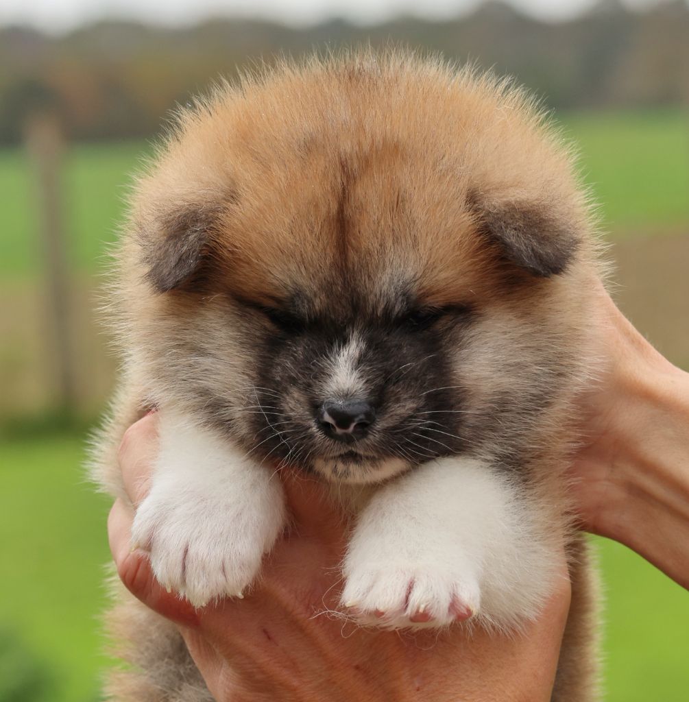 Of Sara Hana Kensha - Chiots disponibles - Akita