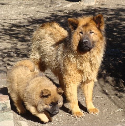 Chiot Eurasier des jardins de verone