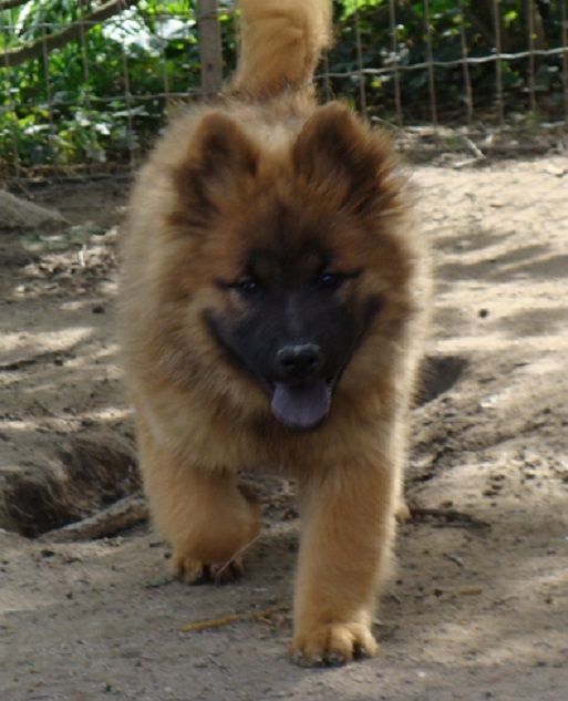 des jardins de verone - Chiots disponibles - Eurasier