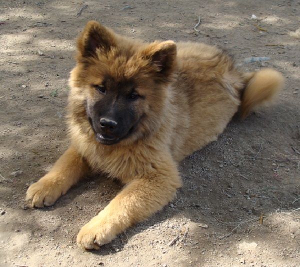 des jardins de verone - Chiots disponibles - Eurasier