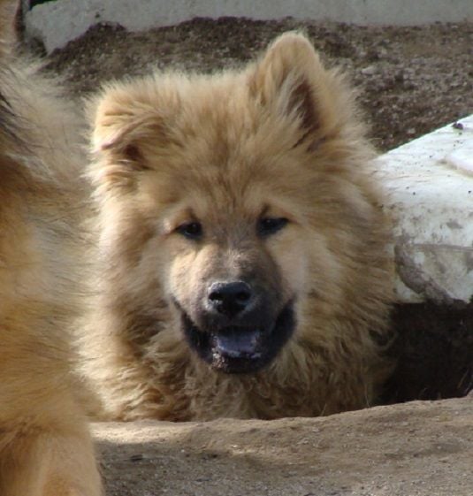 des jardins de verone - Chiots disponibles - Eurasier