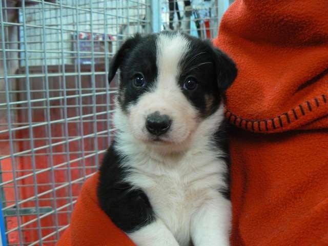 De La Ferme Des Forestiers - Border Collie - Portée née le 28/11/2014