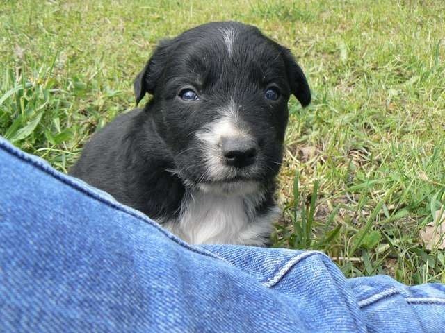 De La Ferme Des Forestiers - Border Collie - Portée née le 25/03/2016