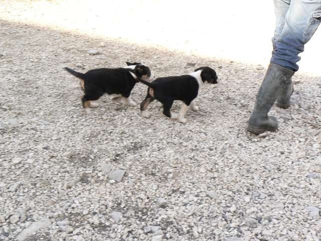 De La Ferme Des Forestiers - Border Collie - Portée née le 09/01/2012