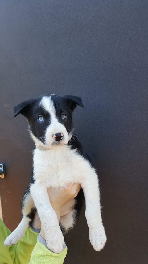 De La Ferme Des Forestiers - Border Collie - Portée née le 10/02/2018