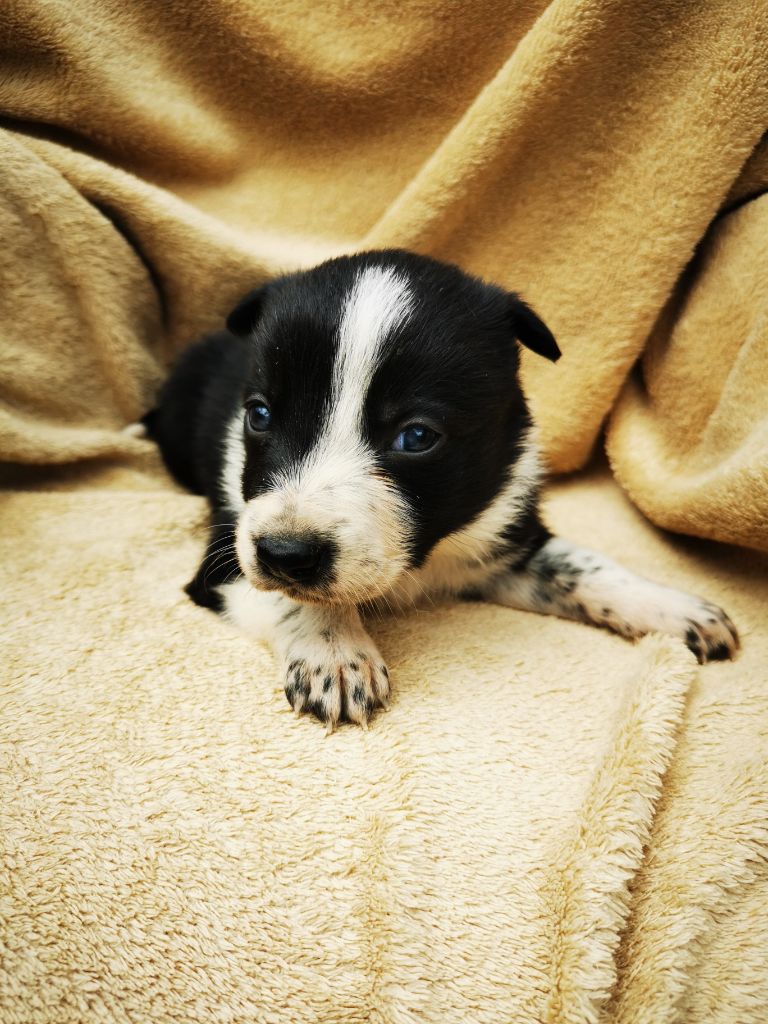 De La Ferme Des Forestiers - Border Collie - Portée née le 28/04/2024