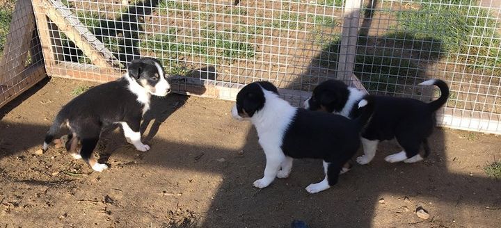 De La Ferme Des Forestiers - Border Collie - Portée née le 06/02/2018