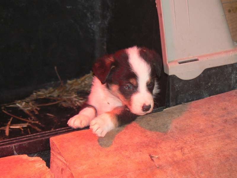 De La Ferme Des Forestiers - Border Collie - Portée née le 12/11/2015