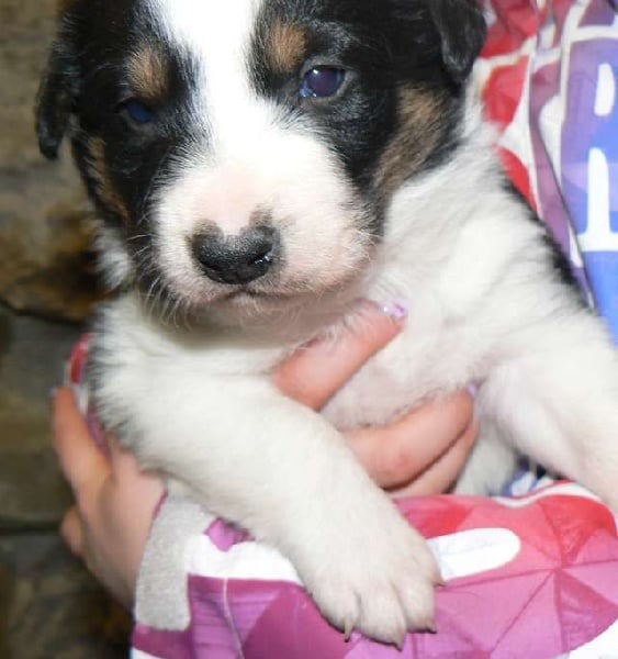 De La Ferme Des Forestiers - Border Collie - Portée née le 06/01/2016