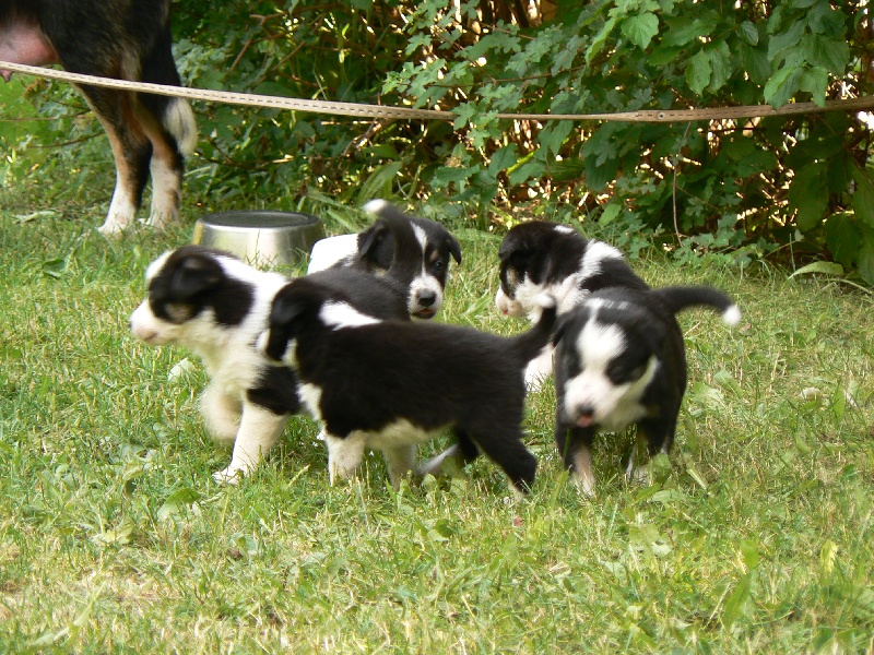 De La Ferme Des Forestiers - Border Collie - Portée née le 10/05/2012