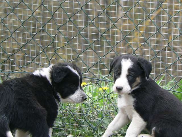 De La Ferme Des Forestiers - Border Collie - Portée née le 15/03/2013