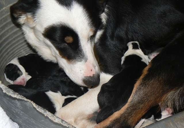 De La Ferme Des Forestiers - Border Collie - Portée née le 02/01/2014