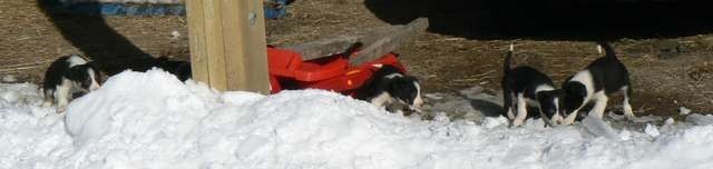 De La Ferme Des Forestiers - Border Collie - Portée née le 29/12/2014