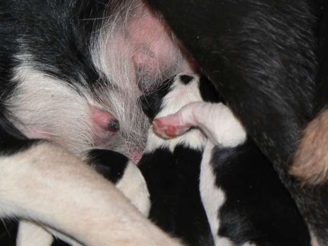 De La Ferme Des Forestiers - Border Collie - Portée née le 27/01/2016