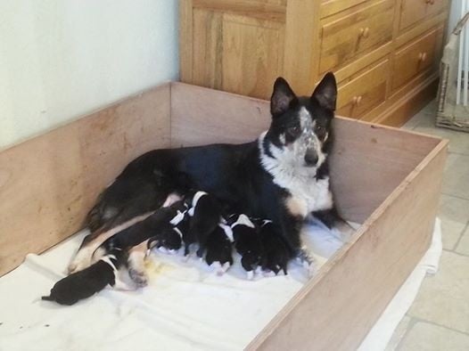 De La Ferme Des Forestiers - Border Collie - Portée née le 19/02/2014