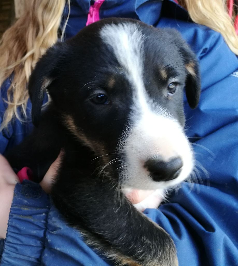 De La Ferme Des Forestiers - Border Collie - Portée née le 18/01/2018