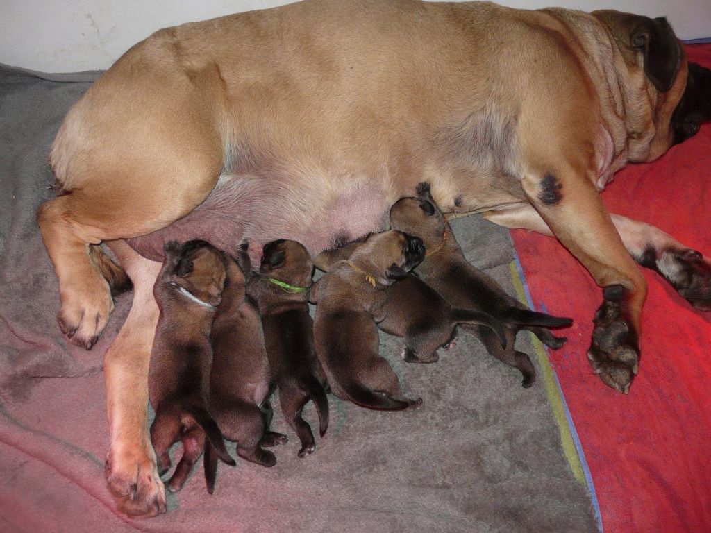 De La Maison De L'étoile - NAISSANCE DES CHIOTS