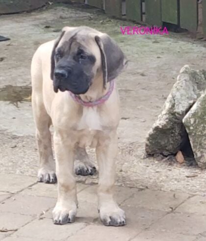 De La Maison De L'étoile - Chiots disponibles - Mastiff