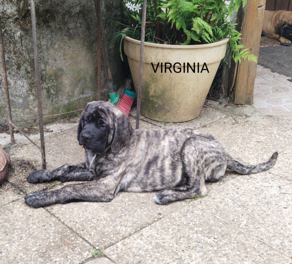 De La Maison De L'étoile - Chiots disponibles - Mastiff