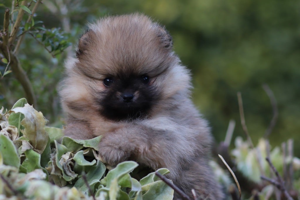 Des Rêves éternels - Chiots disponibles - Spitz allemand