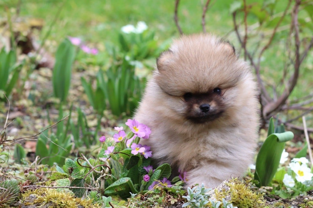 Des Rêves éternels - Chiots disponibles - Spitz allemand