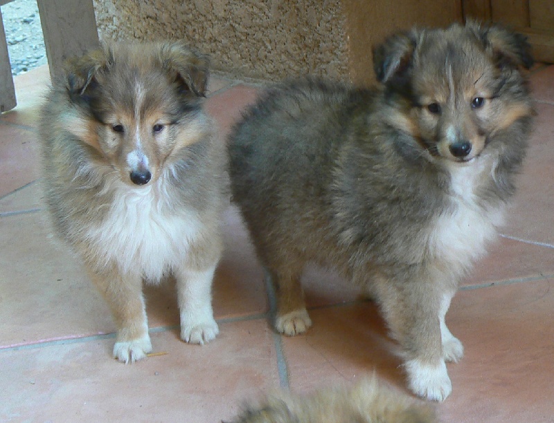 Du Val Des Delices De Chimene - Shetland Sheepdog - Portée née le 22/06/2011