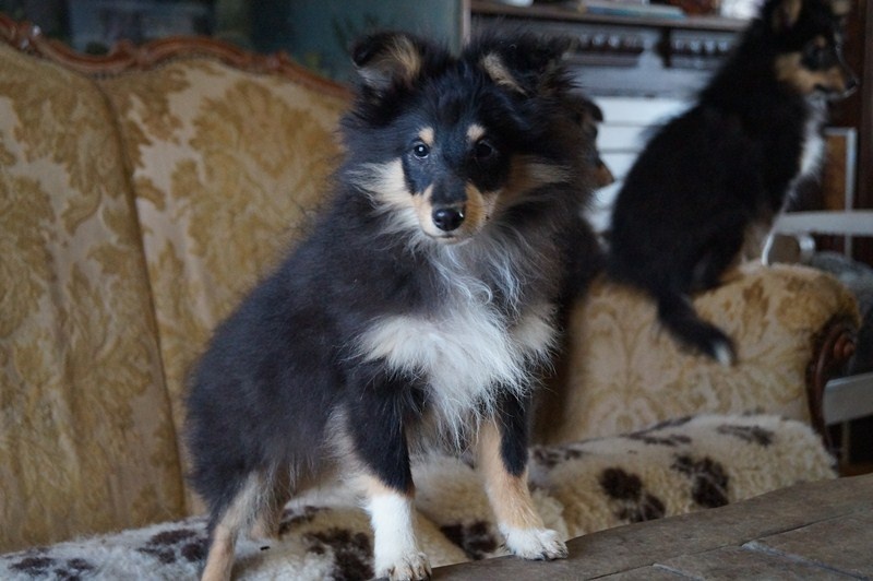 Du Val Des Delices De Chimene - Shetland Sheepdog - Portée née le 14/11/2012