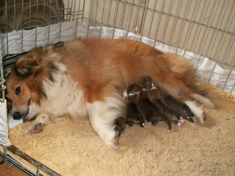 Du Val Des Delices De Chimene - Shetland Sheepdog - Portée née le 18/06/2013