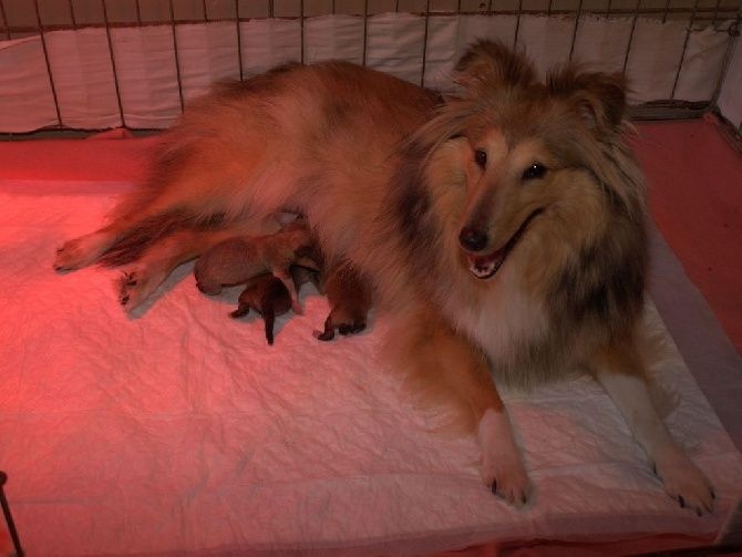 Du Val Des Delices De Chimene - Shetland Sheepdog - Portée née le 14/08/2014