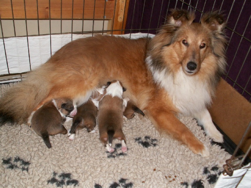 Du Val Des Delices De Chimene - Shetland Sheepdog - Portée née le 13/03/2013