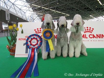 Des Archanges D'orphée - TOOLBOX Super Trouper "Olga" Championne du Monde Vétéran 2018 !