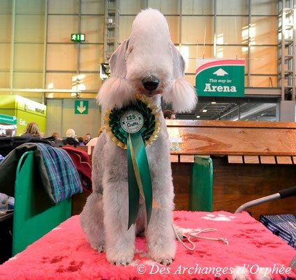 Des Archanges D'orphée - CRUFTS 2016 - Jaslane DES ARCHANGES D'ORPHEE