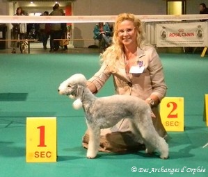 Des Archanges D'orphée - Résultats Golden Dog Trophy - CACIB de Liège.